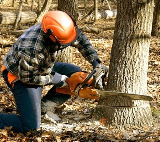 Tree Removal in South Londonderry, VT